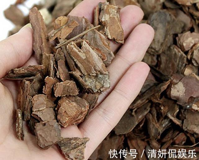 烂根|入秋后，给君子兰换盆，土壤里加“2种颗粒”，1年不烂根、不黄叶