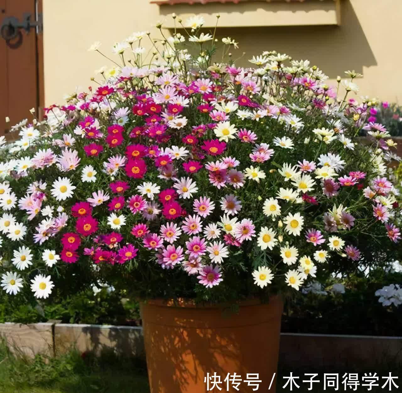 春天养玛格丽特,3多1少“爆花”小技巧,先长草球,再爆花球