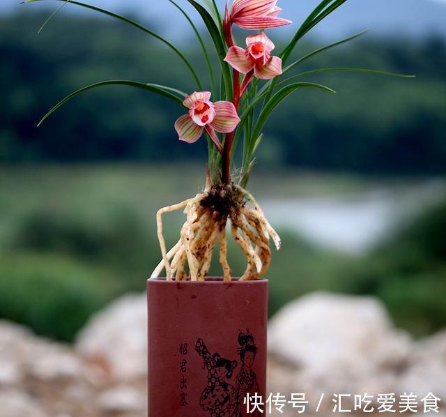 曾价值30万一苗,金边鹤艺,花色美艳,香味浓醇,带你认识女儿红