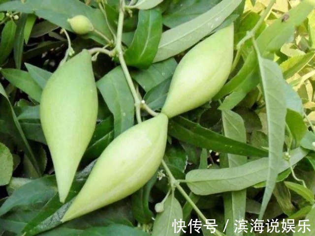 药用价值|农村一种野瓜,俗称“羊不奶”,是通乳和治腰酸背痛的一把好手