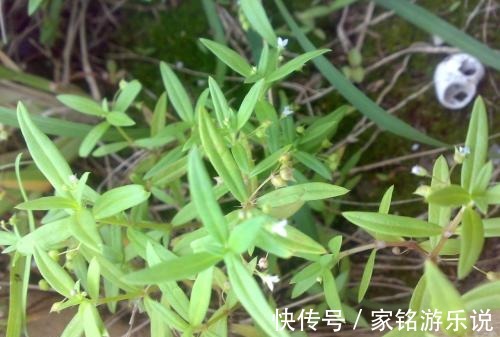 总管|农地里的“草”,人称“蛇总管”,是味镇痛抑毒的良药