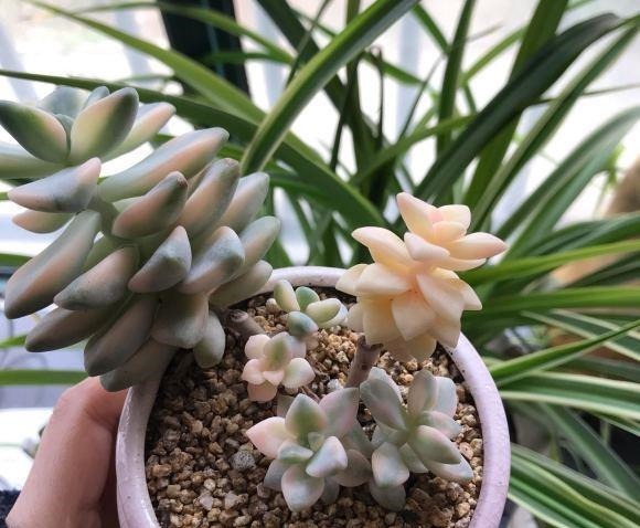 多肉喜“酸”还是喜“碱”?一个配土“小原则”,多肉个个养的棒