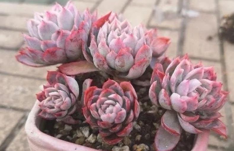 十月养多肉紫罗兰女王,注意4个要点,憋出一圈侧芽,仙气十足