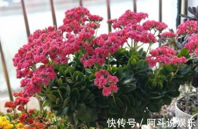 适合家养的5种花卉，花朵硕大如牡丹，花期长如月季，懒人首选