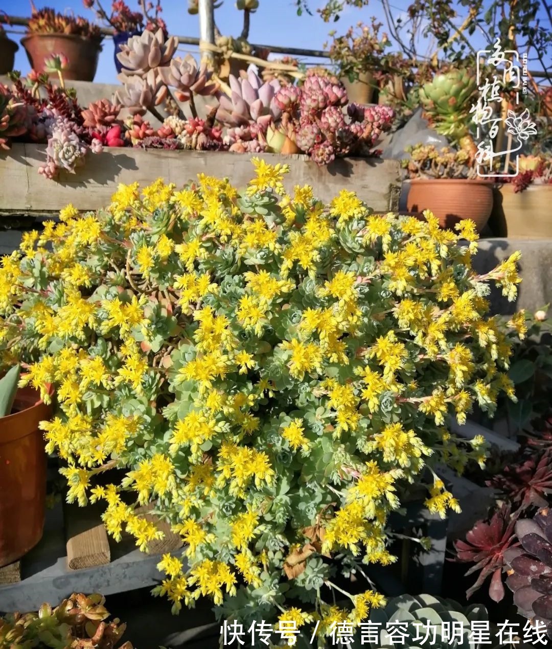 最美四月天,去杨姐的屋顶花园,赴一场花约!