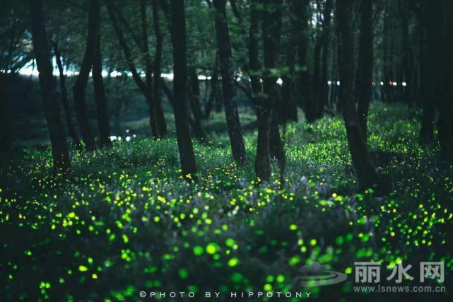 晚上7时起，丽水九龙国家湿地公园传来全国罕见一幕，一起来看看……