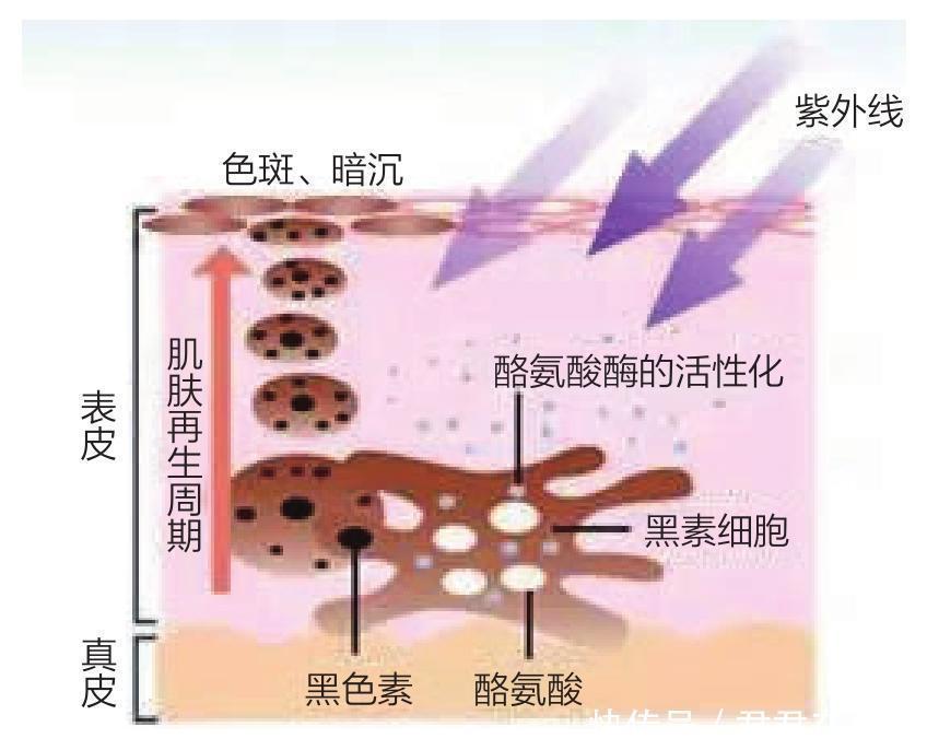 护肤品越用越多,肌肤状态急剧下滑,护肤品真的有效