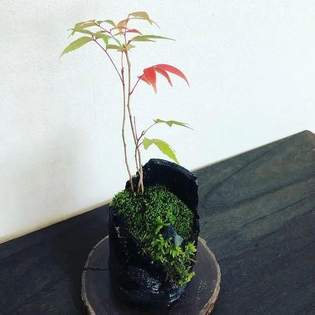 山野草，也高雅！