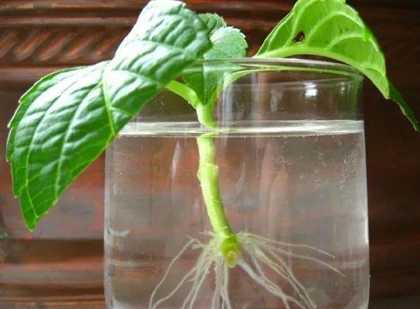 浇花|一毛钱的小东西，碾碎了浇花长势壮，扦插生根快，开花一倍