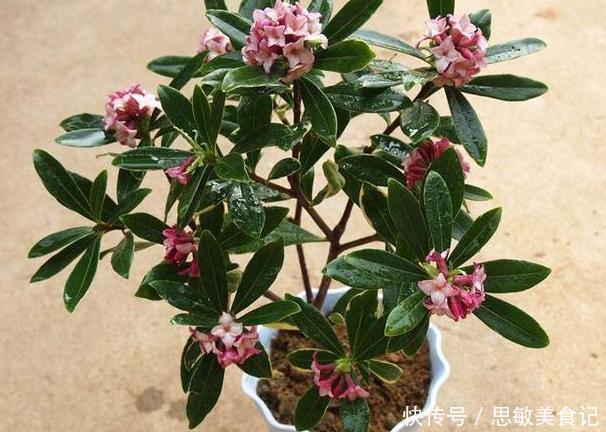 养月季、茉莉不如盆栽金边瑞香,花期长、花朵多,花开满屋飘香