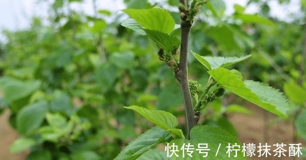 院子栽树有讲究，栽对能旺宅，这3种树不能出现！我家就栽错了