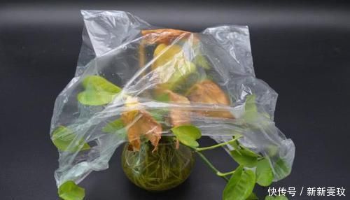 花卉上套一个塑料袋,作用真厉害,可惜懂的人还不多,涨知识了