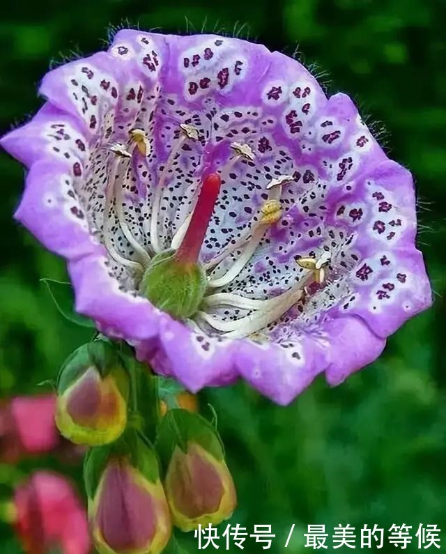 奇花、奇花、奇花、罕见奇花,赶快打开欣赏吧