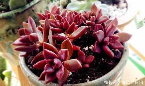 十年老花友的养花技巧:多肉有5怕,及时避免,才能养成肉墩子!