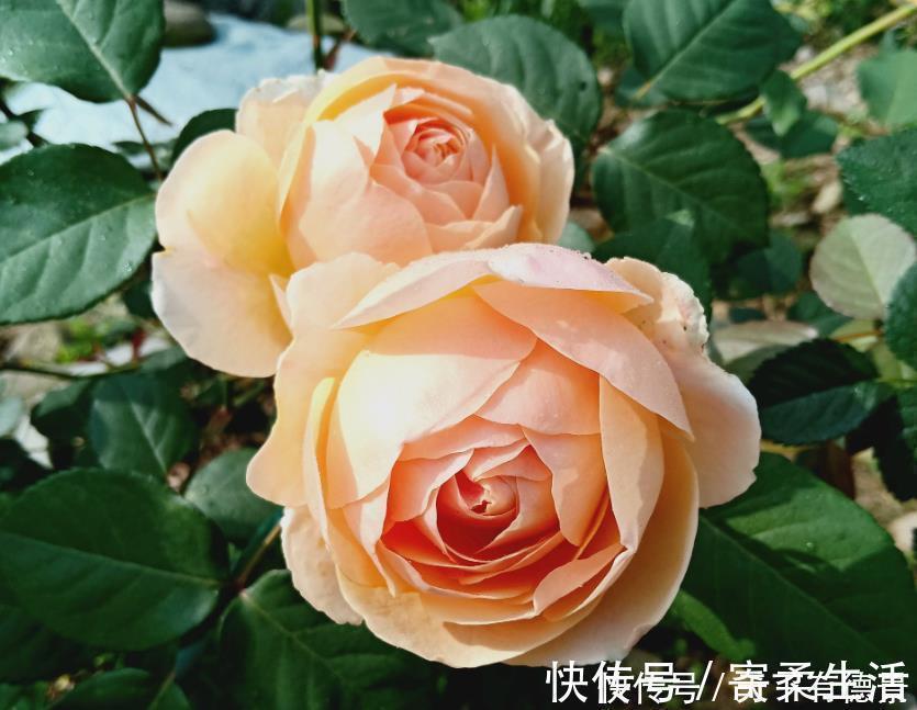 花色|漂亮又好养的“4种花”，比玫瑰好看，招财又开运，你养了吗？