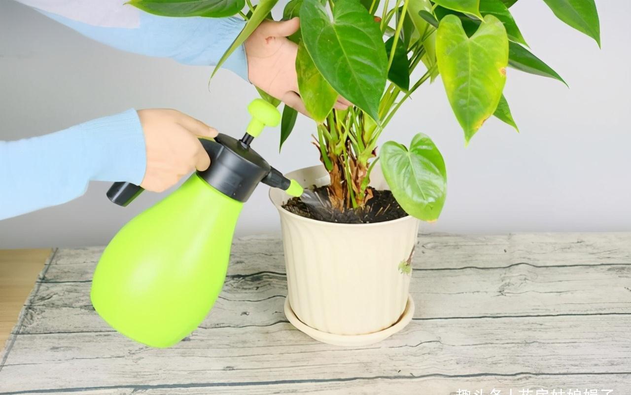 室内养殖这些花卉时，浇水时不要浇湿叶片，可能会造成烂叶的现象