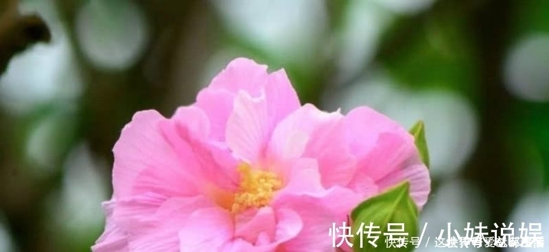 文人@苏轼看似很俗气的一首诗,但写得极为有趣,也是一首难得的佳作!