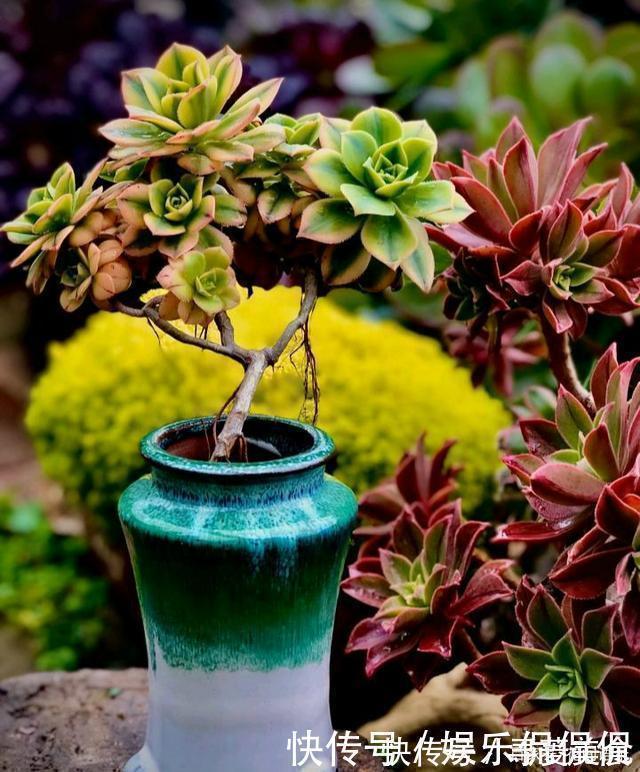 多肉圈|他痴迷养多肉,将500多盆多肉养出“高级感”,大家都夸美如仙境