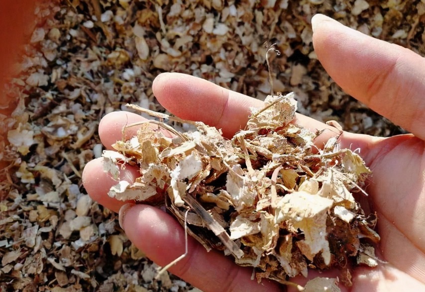 换盆加点坚果壳,提前这么弄,养花土变排水性好,肥力十足