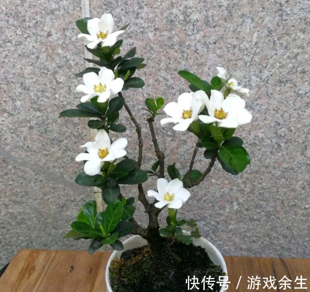 3种“小盆景”能香几十年,客厅养一盆,小巧高雅,富贵不俗