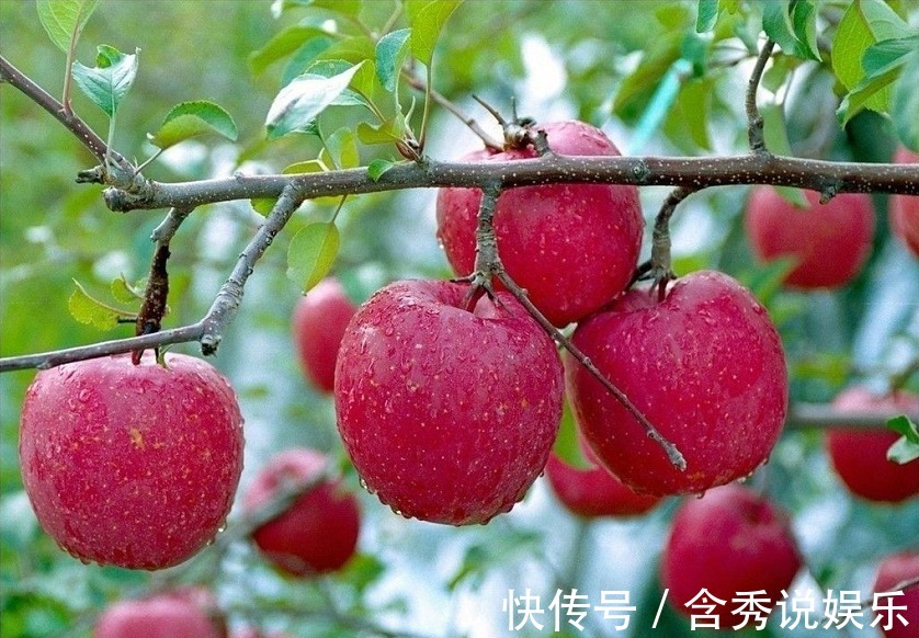 女人|早上空腹食用一个苹果，有此3大好处！女人多吃，女性的福音