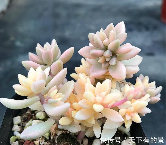 冬天最冷的时候,这5种花不要放室外,否则冻成腌菜了