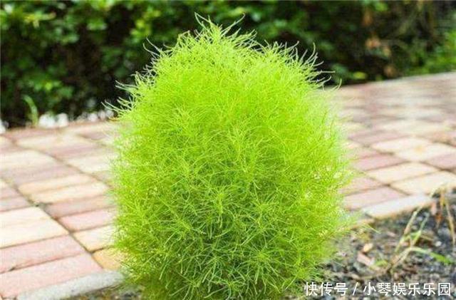 日本|世上最“委屈”的植物,在中国被用来做扫把,在日本却不一样