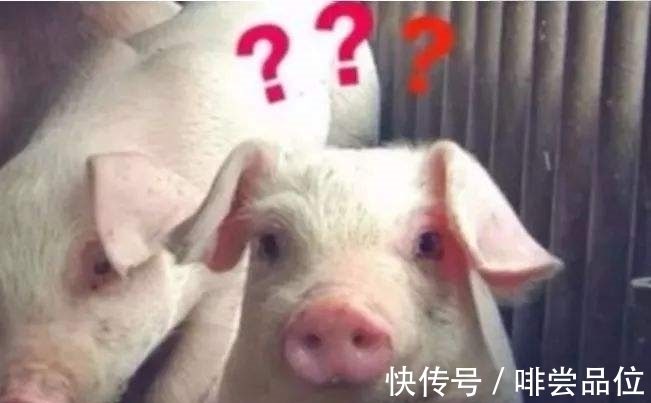 饲养员|怎么知道一只猪快不快乐?“猪脸识别”了解一下