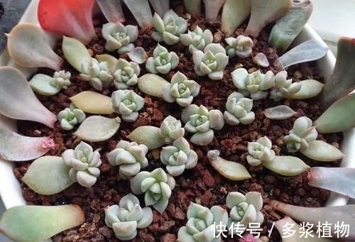 扦插|多肉繁殖,教你2个方法,新芽侧芽一起长,一盆变多盆!