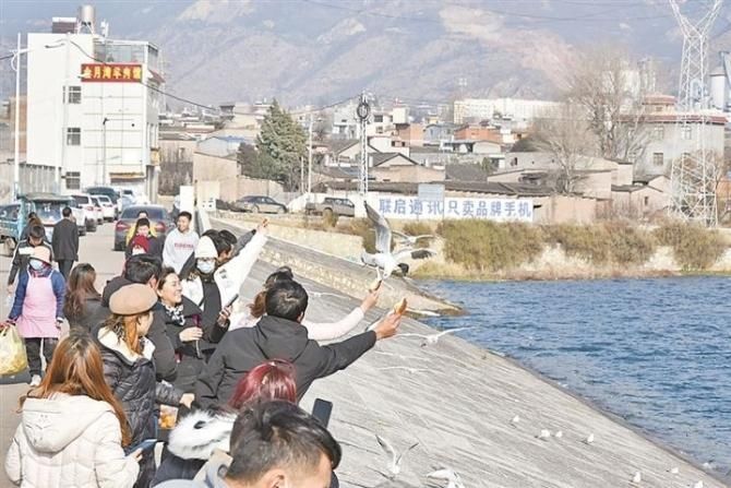 7000多只！海鸥连续十多年来曲靖宣威越冬