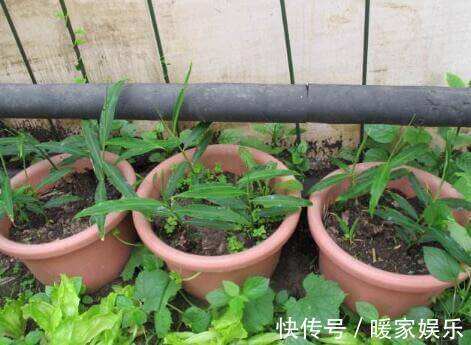 有机肥|厨房吃剩的“2种菜”,随手丢盆里,秋天收获一大盆,太惊喜了