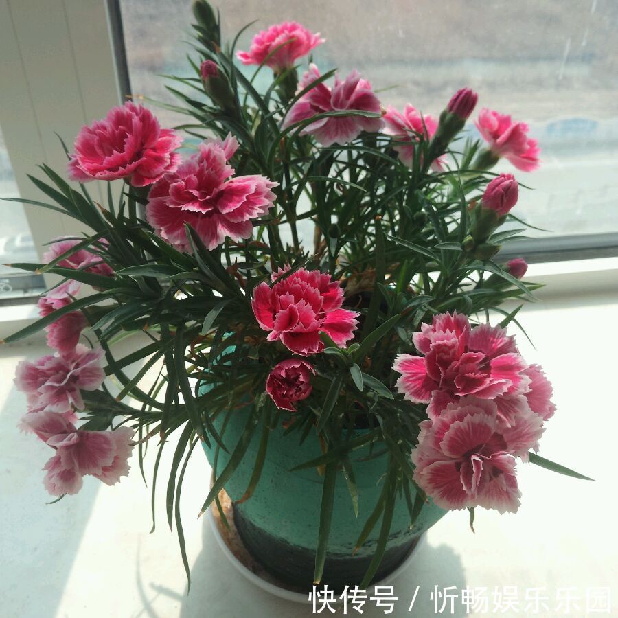 花期|一种被低估的盆栽,花期超半年,漂亮又芳香,栽培容易,值得入手