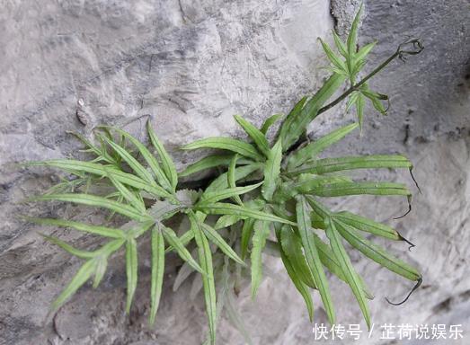 凤尾|农村有一种野草像凤尾,长在井口边,却是生活中的好帮手!