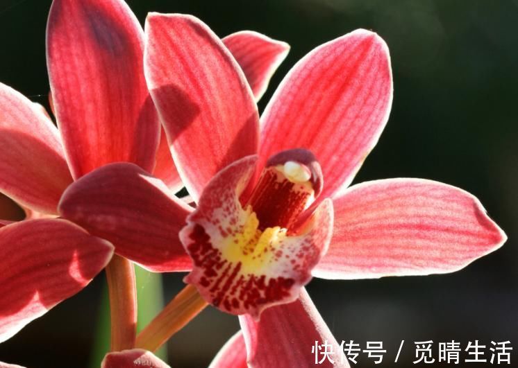 种植兰花是否需要施肥？想要种好兰花，这些点你要知道