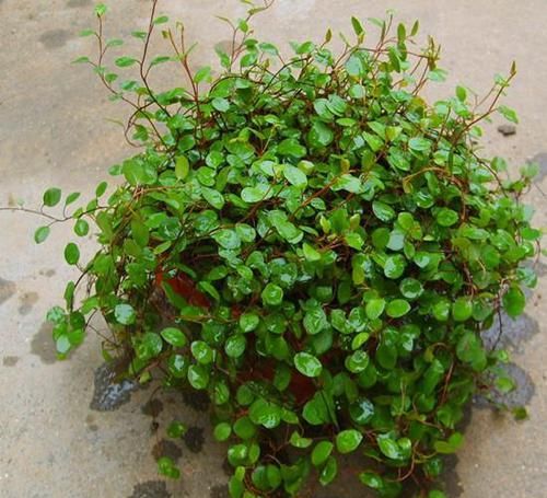  紫竹吊兰|养这三种吊兰，美翻你的客厅，随便一插就能活，根本不用买