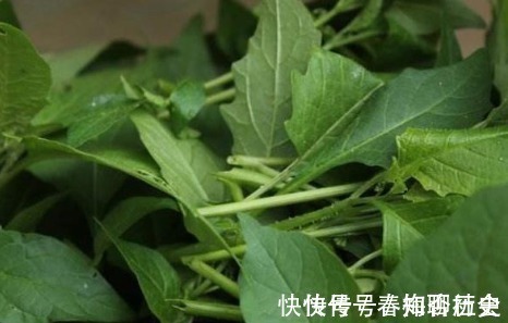 荤香味|入秋后才会有的野菜,可以治风湿痛、关节炎,遇见了一定要带回家