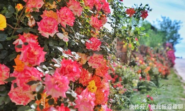 门票|初夏时节，郑州伏羲山玫瑰岭花开成海，不要门票却鲜为人知