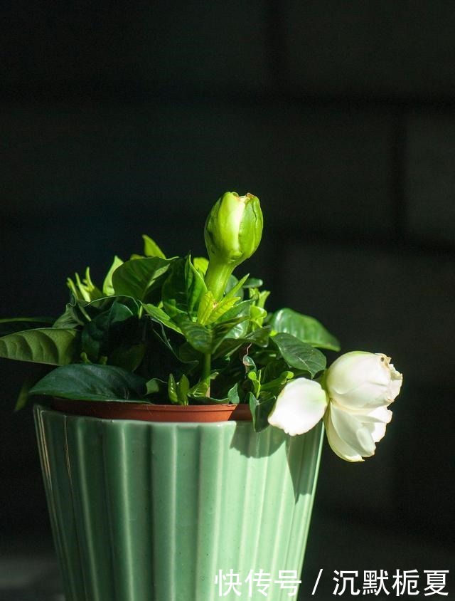 懂行的人冬天坚决不买三种花,哪怕很便宜,也不白花钱!