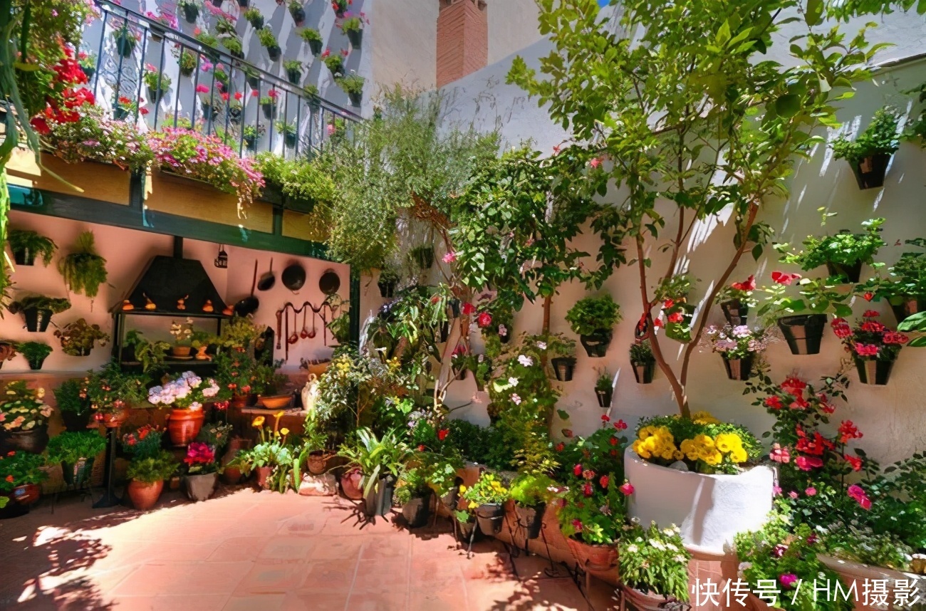 树状|苏州发现一户人家庭院,那叫一漂亮!庭院里香飘四溢!真心羡慕