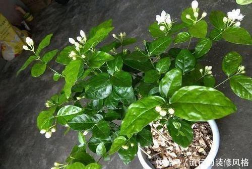 花卉|7种花,再心动也别买,带回家养不活,新手选择要慎重!