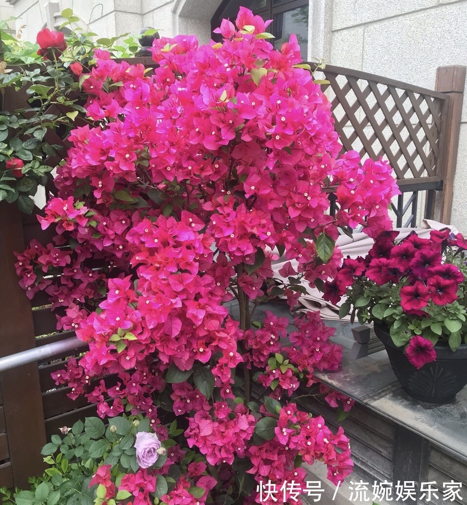 爆盆|喜欢三角梅“花朵爆盆”，首选8个品种，养护记住4个“小技巧”