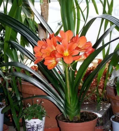 养君子兰,记住3个“要领”,一年开花2次,盆盆开花几十朵