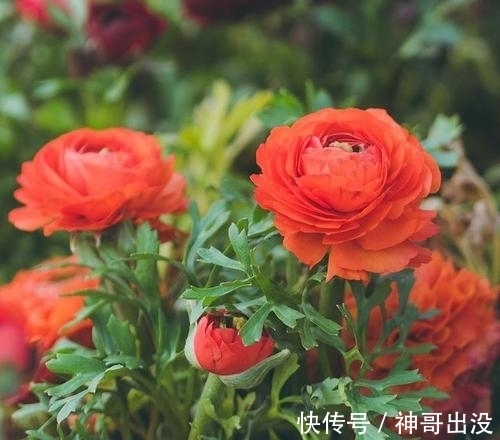 公认难养的花，改变养护方法，一样长新芽，开出层叠群花