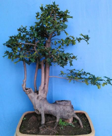 要想“盆景”姿态美、更有寓意,“4个要素”必须做对