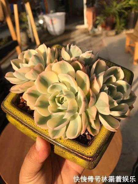 绿法师|多肉不能随便养,挑这3个品种,三五年成老桩,价值涨了不少