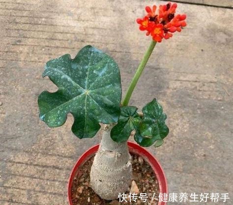 4种懒人植物,阳台养几盆,基本不用浇水,都能四季不停开花!