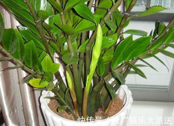 烂根|多亏养花达人提示,养金钱树、发财树,掌握3个技巧,蹭蹭长绿叶
