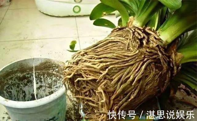 松针土|秋天养君子兰,盆土里加点它,叶片蹭蹭长爆盆,一盆开花30朵