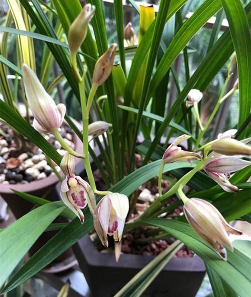 用了“兰花土”，也养不好兰花？那是你做错这“关键”的3步