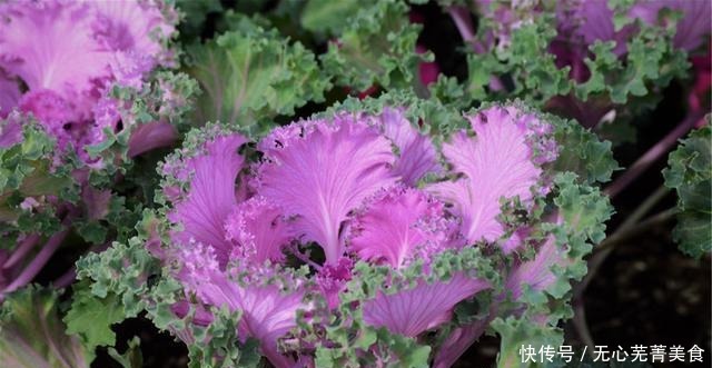 这4种花，漂亮好养、耐寒花期长，能做美食能入药，营养健康